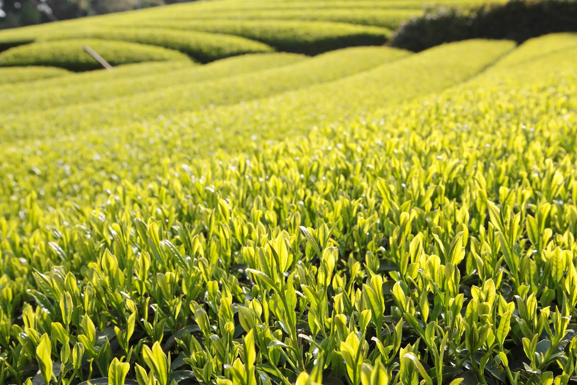 shipping-matcha-from-japan-overseas