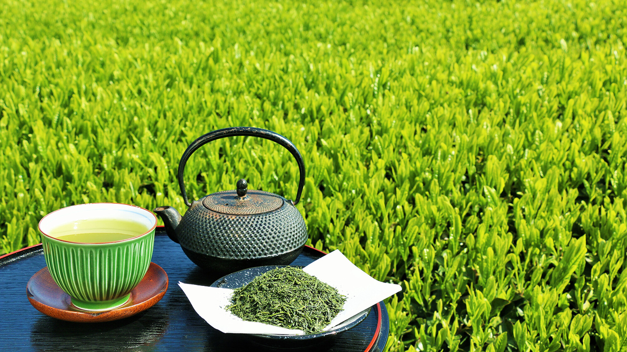 matcha-export-basics-guide